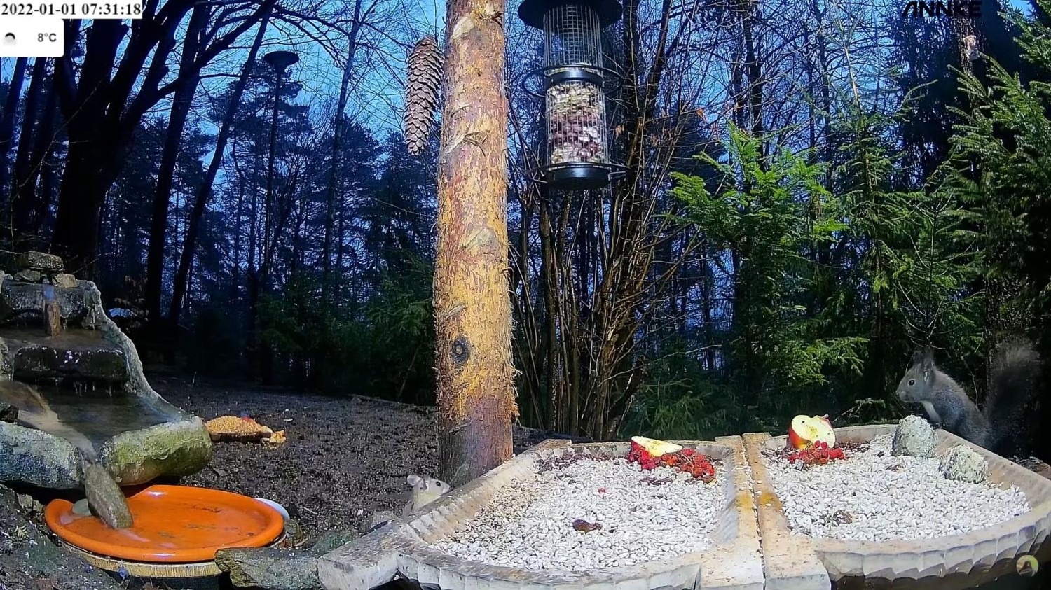 livebirdspoland_920f1fce271376888bb8dda84e1b5453.jpg