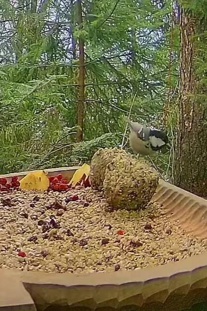 livebirdspoland_6c005d0661a68a810f23218d5926a345.jpg