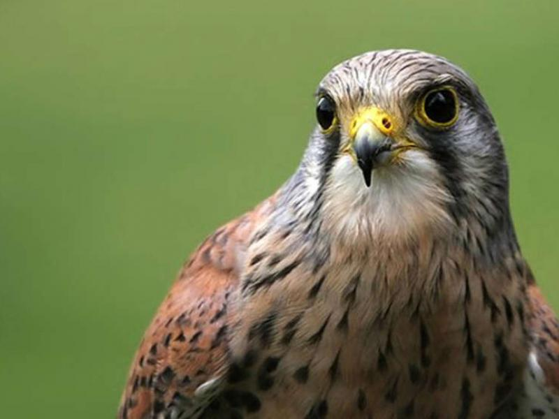 livebirdspoland_72c1d6f04c4047a1c0a7a5a1e032d7ba.png