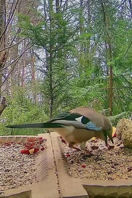 livebirdspoland_c7e5f4ac526a84cb280b1703fba6ac76.jpg