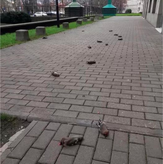 livebirdspoland_cc5aa8cee070c3ab1c187b9752da339d.png