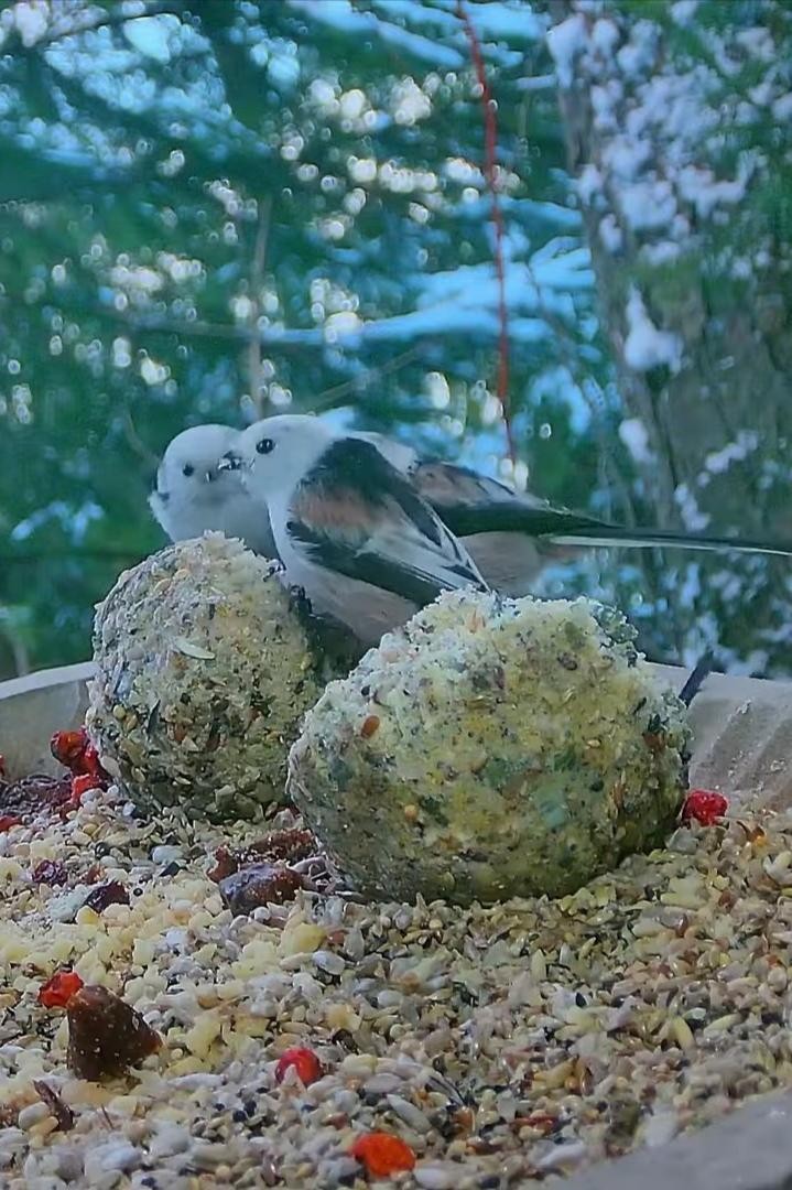 livebirdspoland_2cc236c8b23b2bfde59cf713f9061a7c.jpg