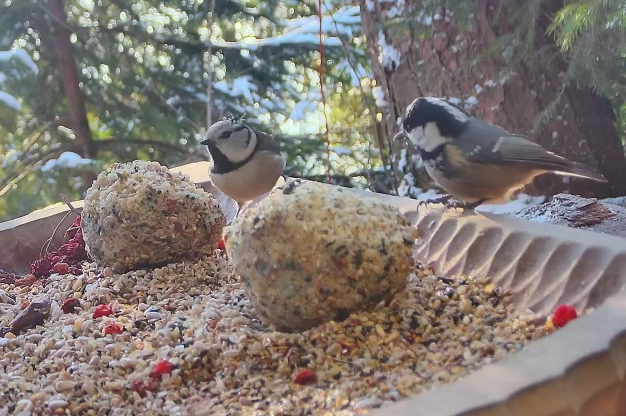 livebirdspoland_b66669cb9144917af50247e1a162e9f9.jpg