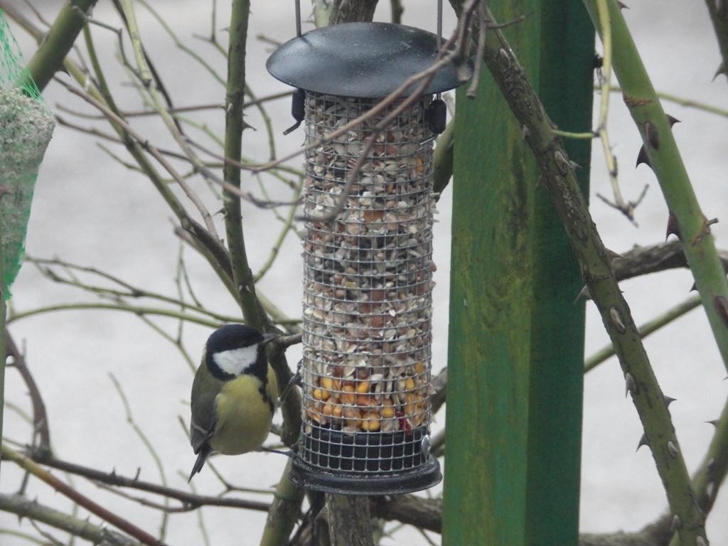 livebirdspoland_d4eae7038f6b82785833b0c762ba340a.jpg