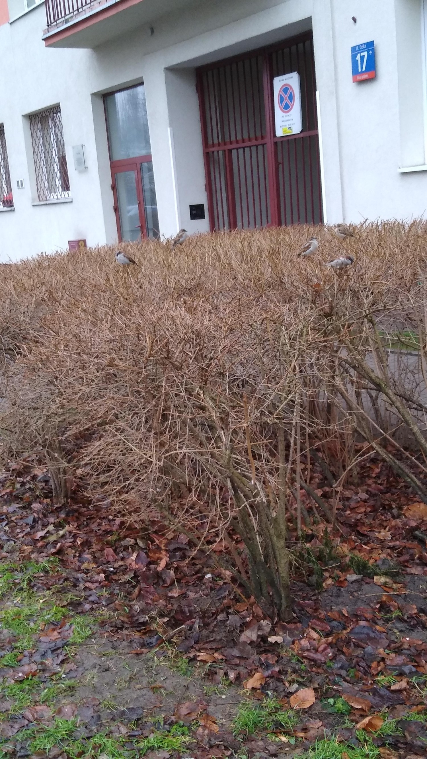 livebirdspoland_f3e55139dab0c6bf594fe4f532456387.jpg