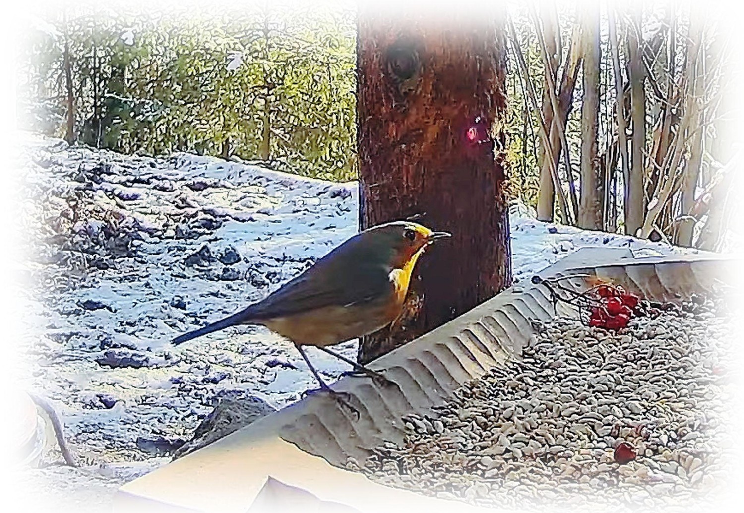 livebirdspoland_2ecff66e3ab24b6a742ae321a94995dd.jpg