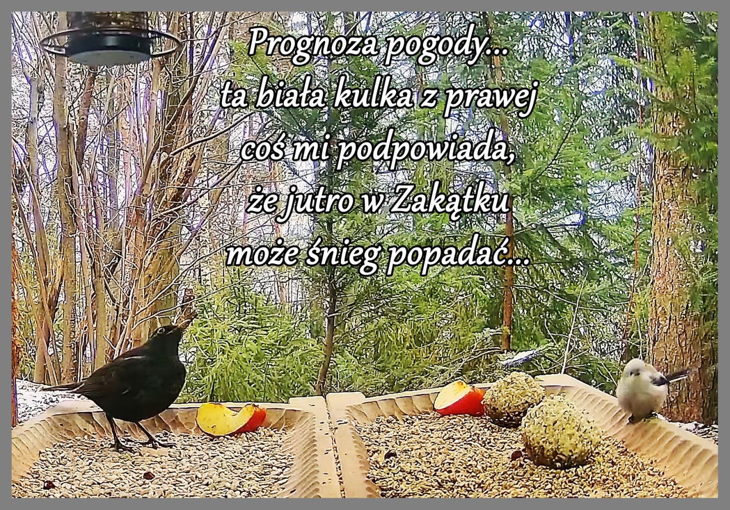 livebirdspoland_ae60a4a64301a9b3b958bd8f90e64125.jpg