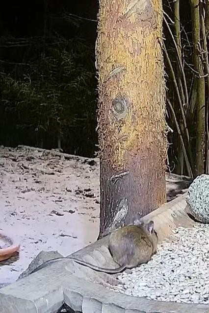 livebirdspoland_41e1a64263db1b8227fe59ac5b79d209.jpg