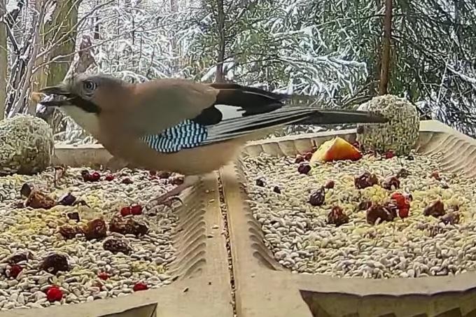 livebirdspoland_ed145e22d497831ecd0ef1c06f11e165.jpg
