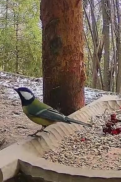 livebirdspoland_bc5a1a90d6c32d78a6926d50deecf2f7.jpg