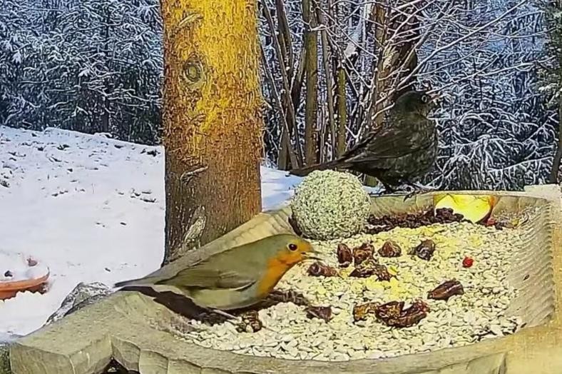 livebirdspoland_b044bbf78753f7587ddf3e61dab5e55e.jpg