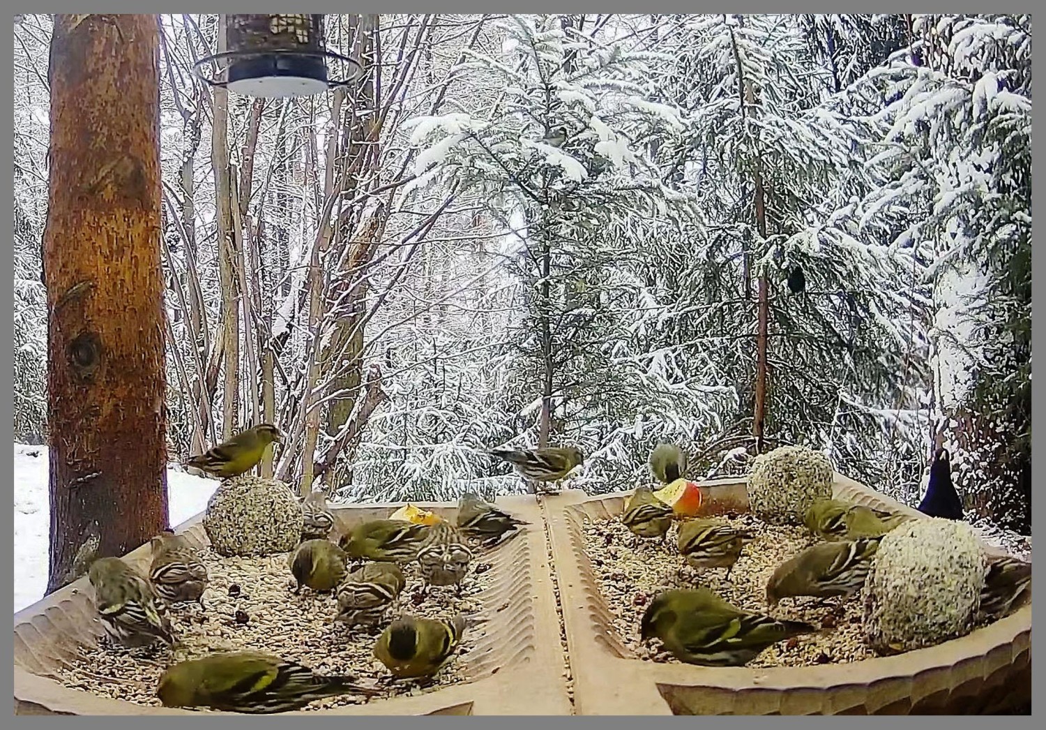 livebirdspoland_eef1ffa5880520f2b9a7d271050a494a.jpg