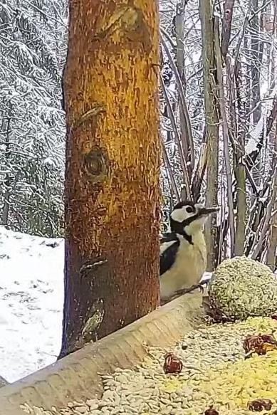 livebirdspoland_a6ea370ac81408fe650abadf52b770e0.jpg