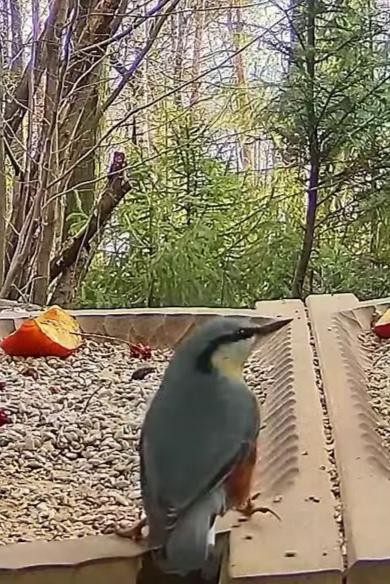 livebirdspoland_daeaeb23901773145f81bef53e7bdd0e.jpg