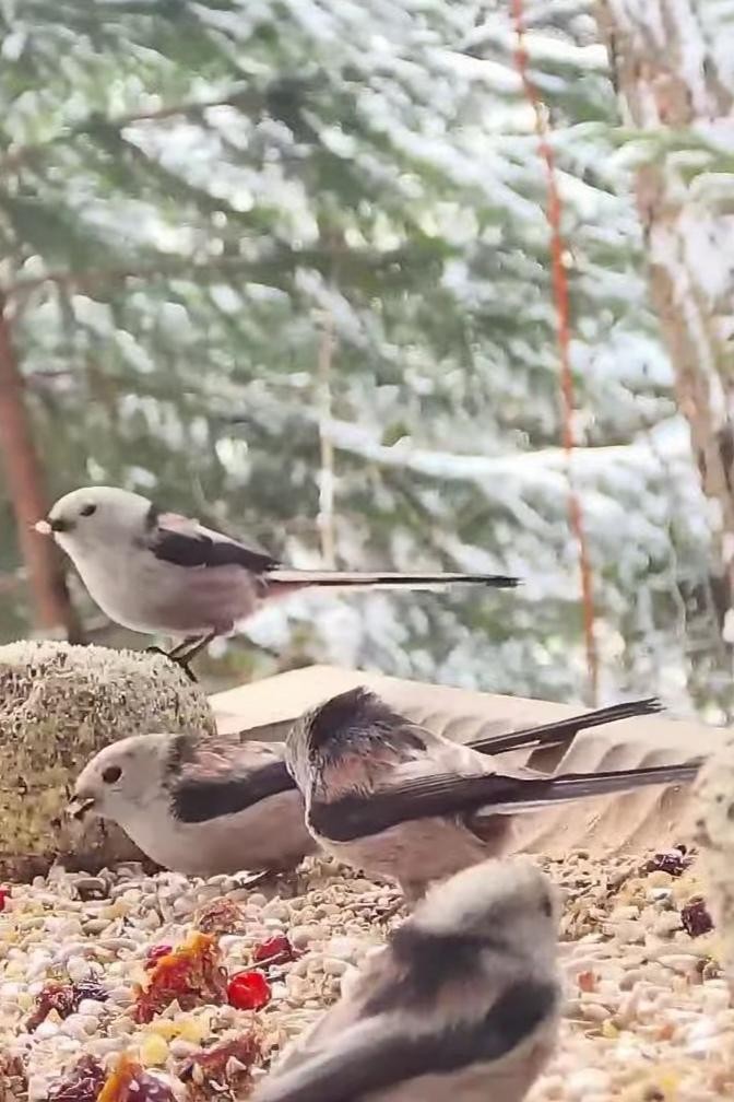 livebirdspoland_54282ec91f6e855b0cc4a6cd5888e63f.jpg