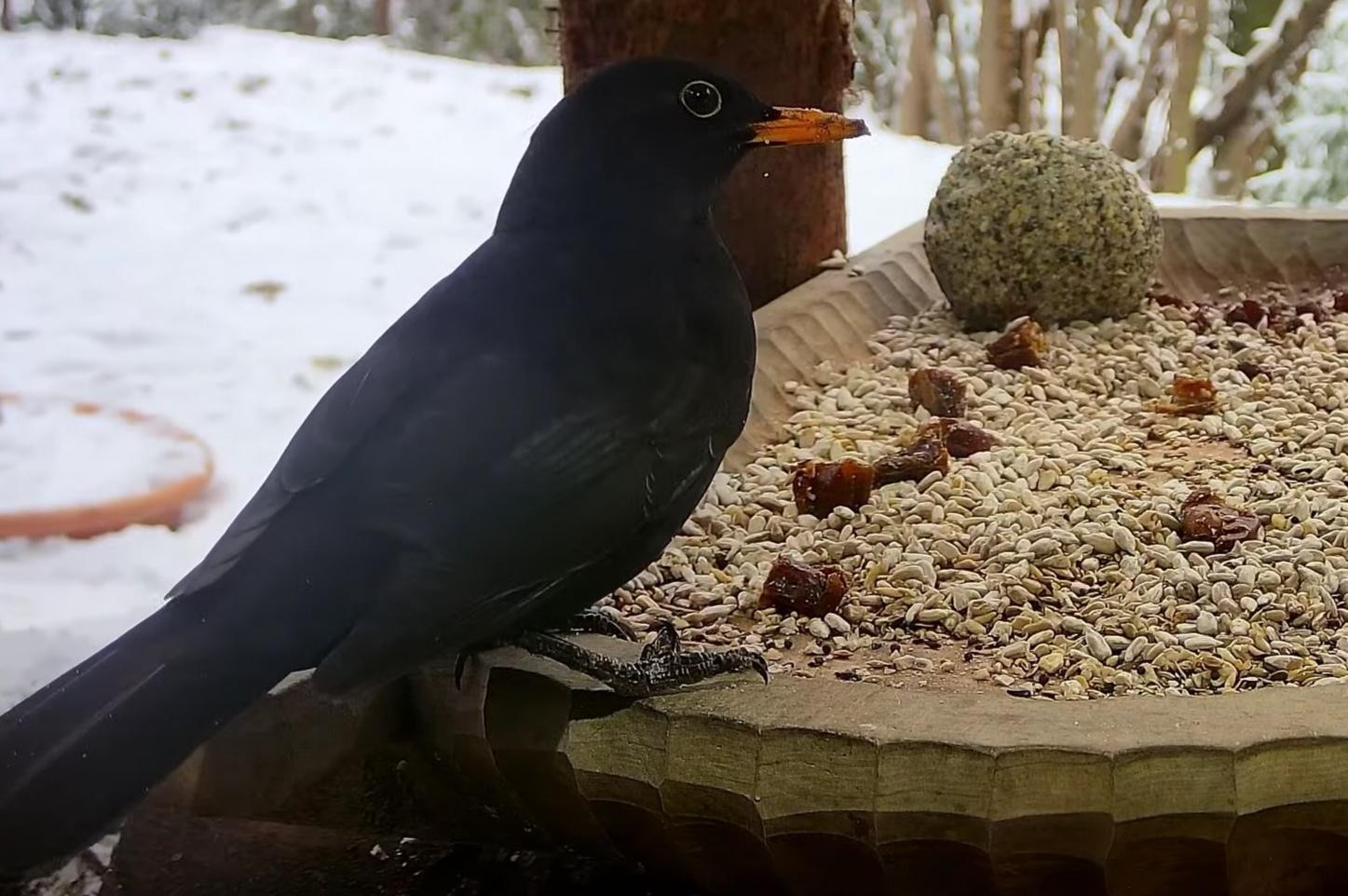 livebirdspoland_d56e684ecbe5e38a264b9dc1d99056f7.jpg