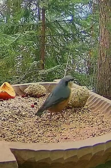 livebirdspoland_5727d3823b385f422d3fe9c4613d2ff2.jpg
