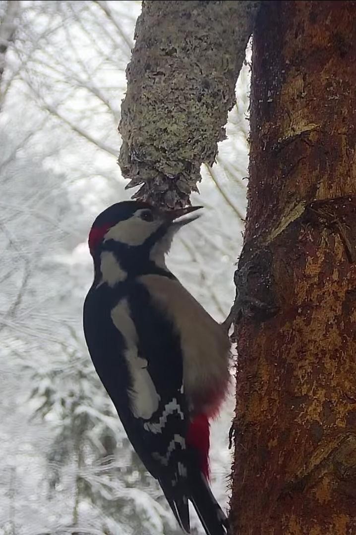 livebirdspoland_0b9f2ca5f9962e28a9daa7c2efbd19fe.jpg
