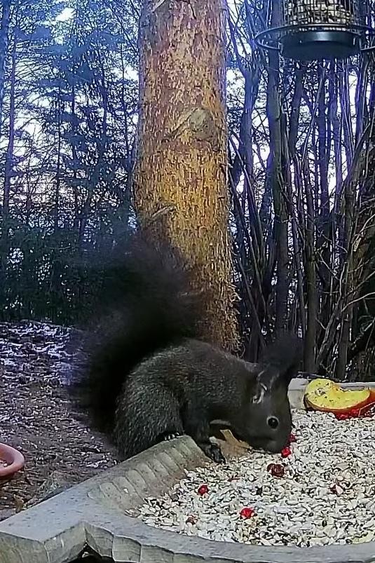 livebirdspoland_b33954f78dfcaae241c569c0e54286a4.jpg
