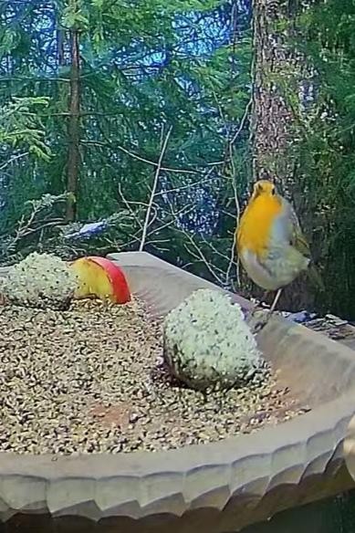 livebirdspoland_b66e6bd77fbf71438a6e6dad6d3eb924.jpg