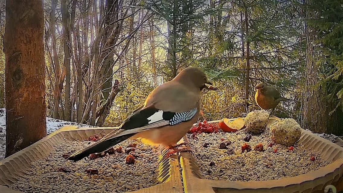 livebirdspoland_729cef6f7f0e048f0ae03e42dea41b9f.jpg