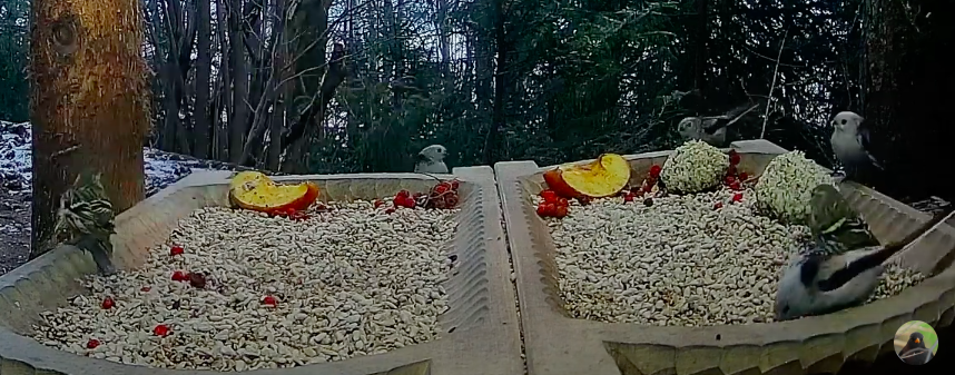 livebirdspoland_7dbc435eb3b7598e8eab78316bc769b3.png
