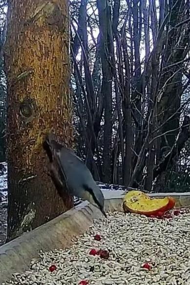 livebirdspoland_507e7da57eec324132c3b915b5950b43.jpg