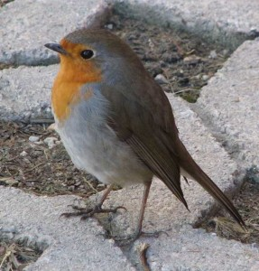 livebirdspoland_8b5885dd1ac7fbaf9ee66eabfea9d76d.png