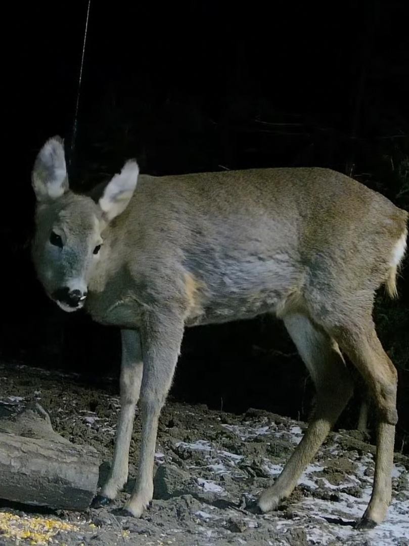 livebirdspoland_6699e3d07681fe815223e1fcf1d46a5a.jpg