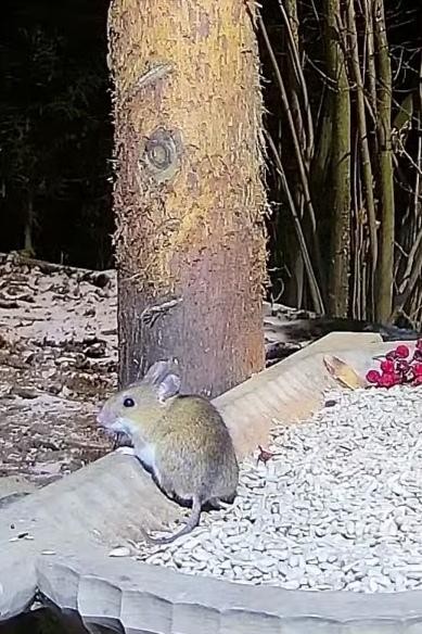 livebirdspoland_05632d525fd86fc1d5ffde37133dcfdf.jpg