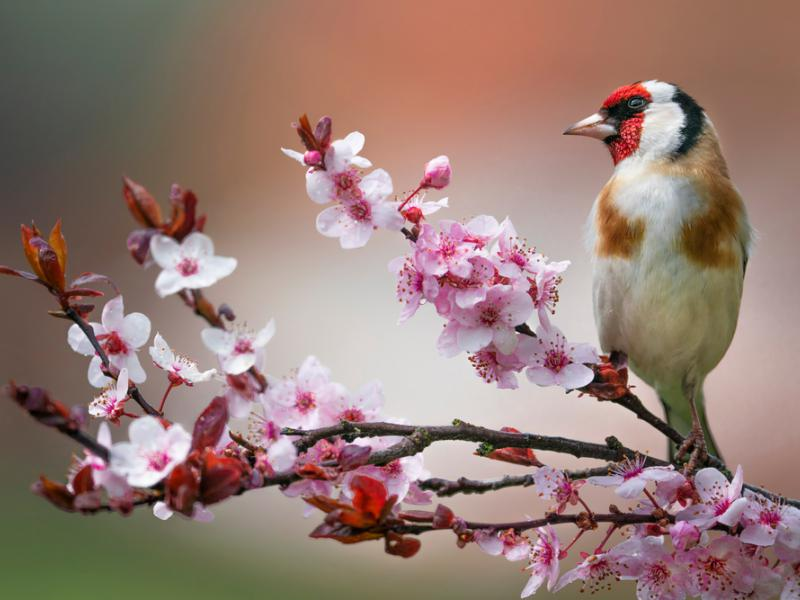 livebirdspoland_2ba61f75def4637b1c0de5bf14f6db21.png