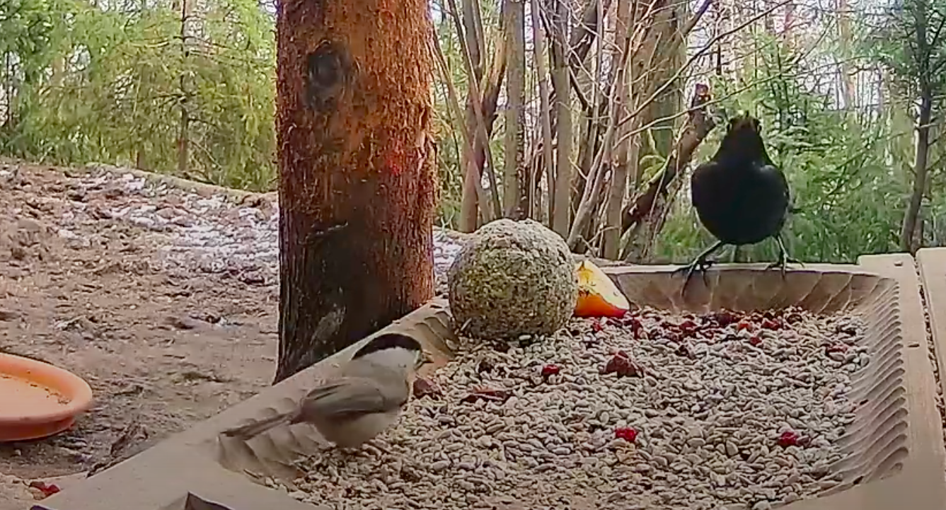 livebirdspoland_261a7f98c92146cc6e780fb5d40d66ee.png