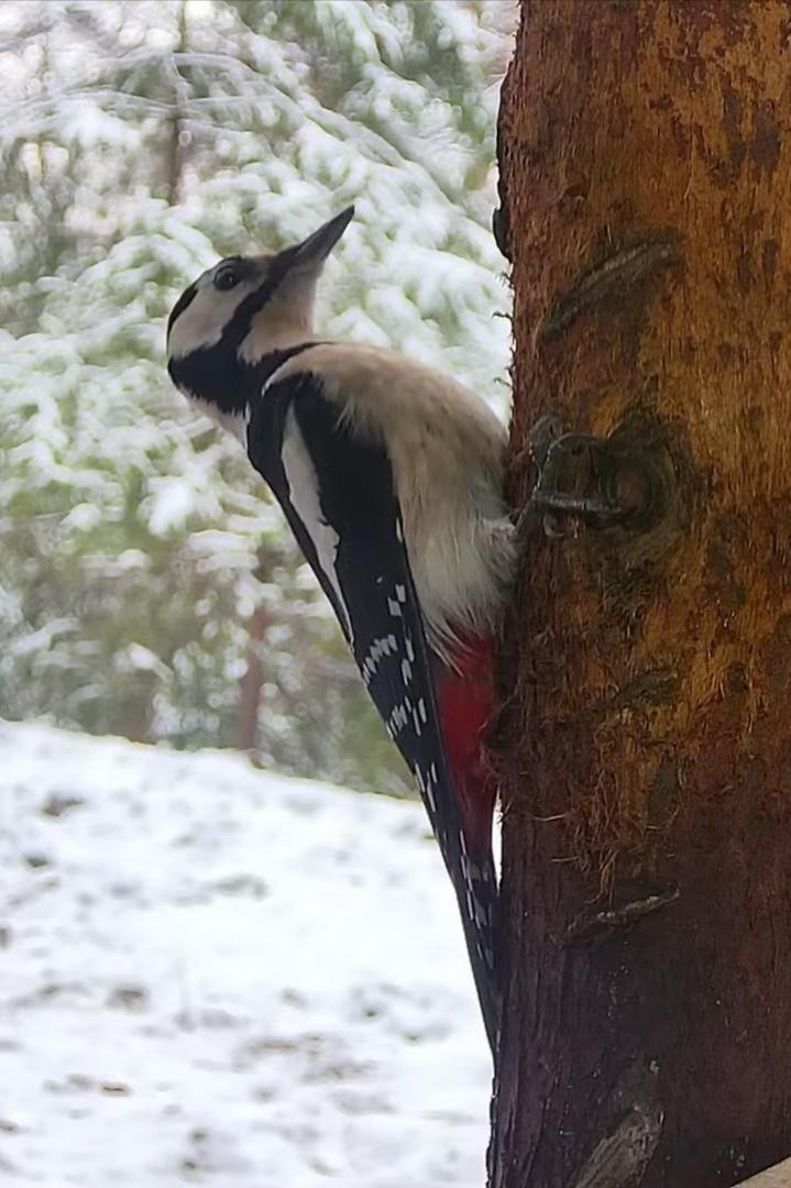 livebirdspoland_55b3b0e68fe2f0b61f29a74688f5aa95.jpg