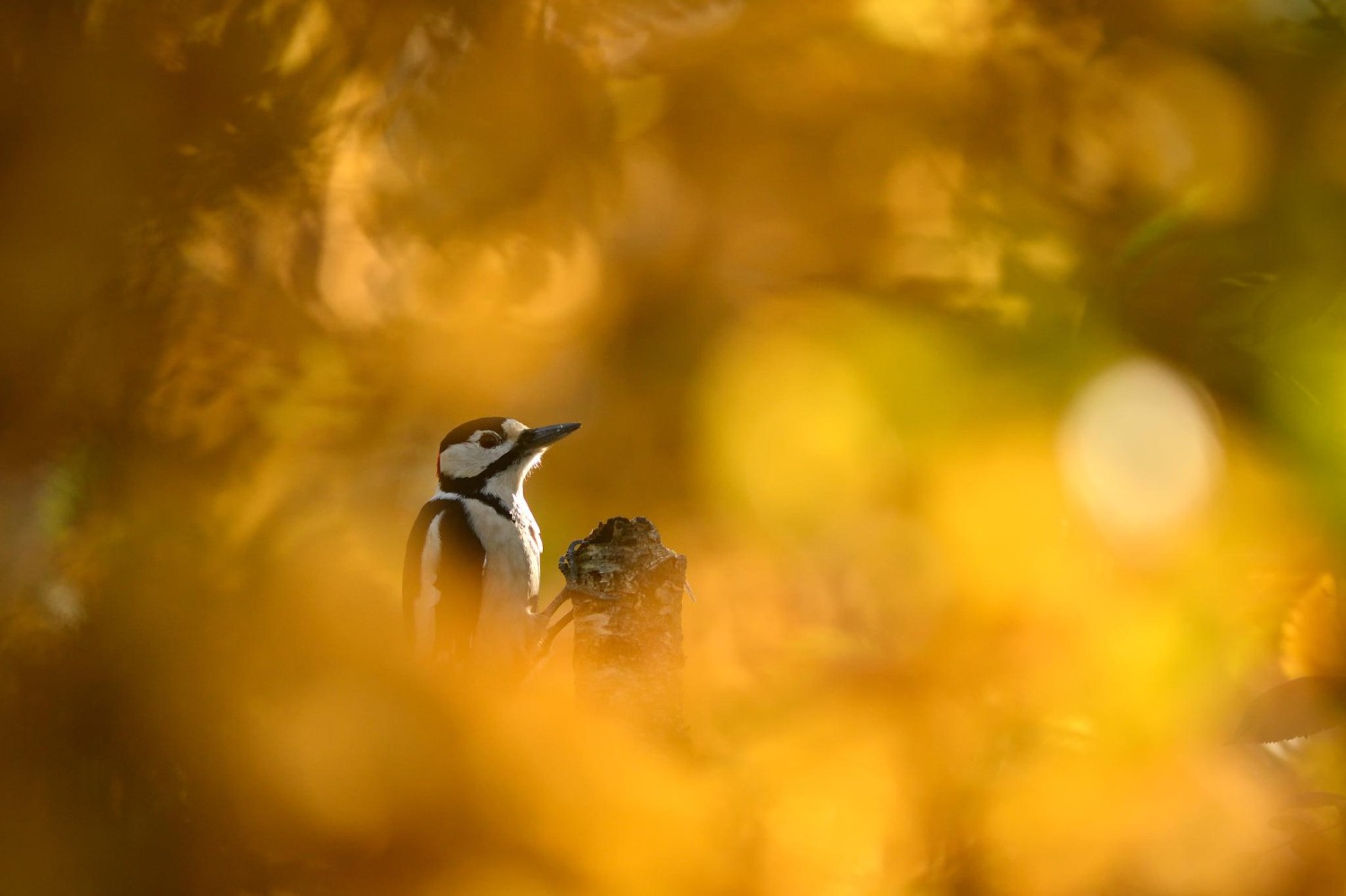 livebirdspoland_4475f45dfba987d497f15f9fe1c15173.jpg
