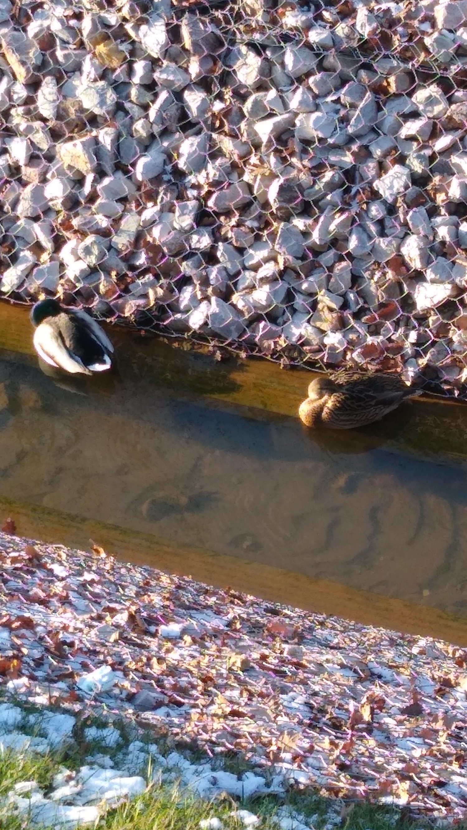 livebirdspoland_2ea406802367db4d8233521cbb2bbb2f.jpg