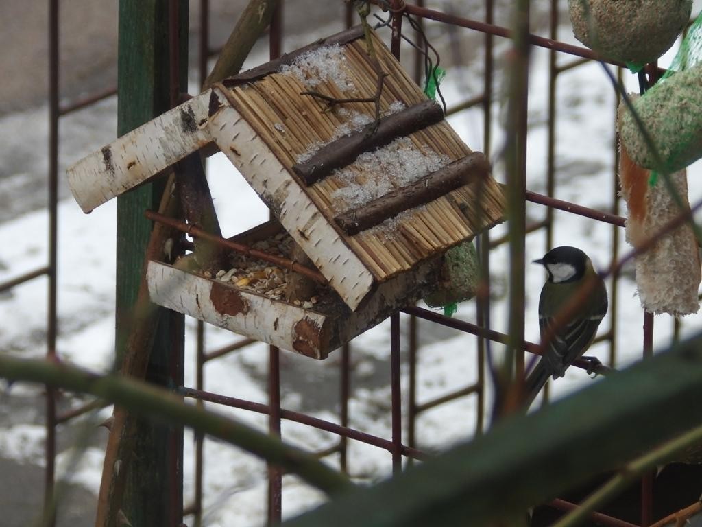 livebirdspoland_68fc2ba44ad14911c8eaa995a6486646.jpg