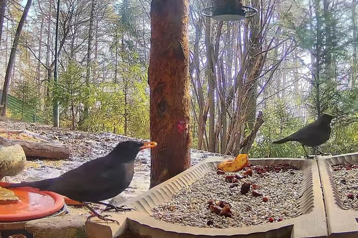 livebirdspoland_2dd70676afe9912b63b1bf438813da6f.jpg