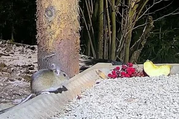livebirdspoland_4d671ec3b853770bca6131792f2d42e8.jpg