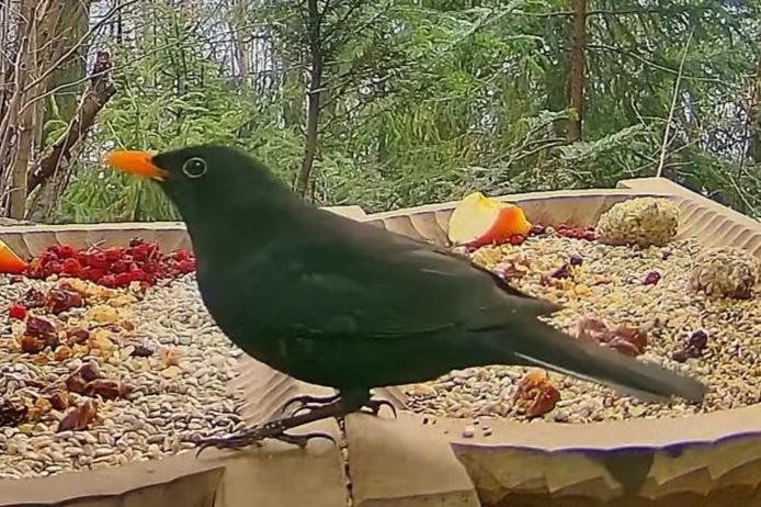 livebirdspoland_4511e67ca10cb53c874ac83588e3135a.jpg