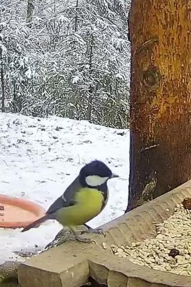 livebirdspoland_431f7ec33db6206c14aca4fdebea7a85.jpg