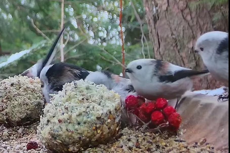 livebirdspoland_8c73f574b7ccb8e2b90aeb51139b24dc.jpg
