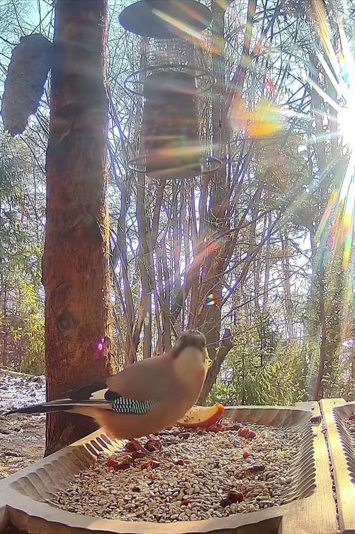 livebirdspoland_7fe788a8fadef0862a6fd054909a6f51.jpg