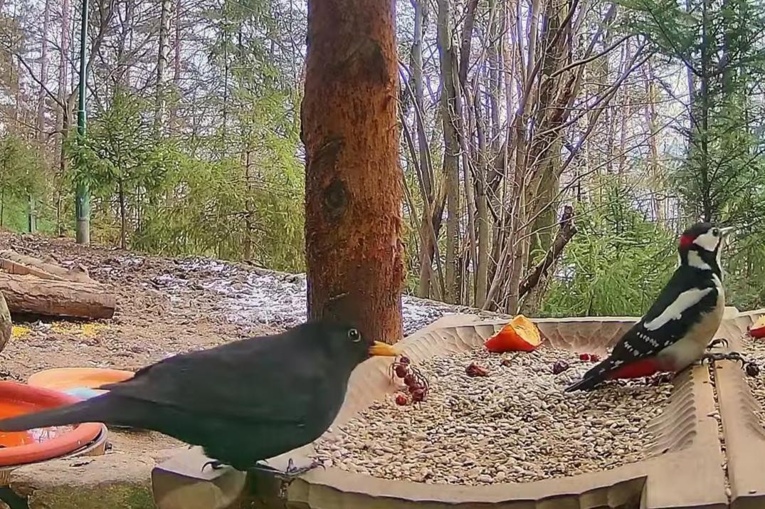 livebirdspoland_bf95d964763eeb4c7587435c38345347.jpg
