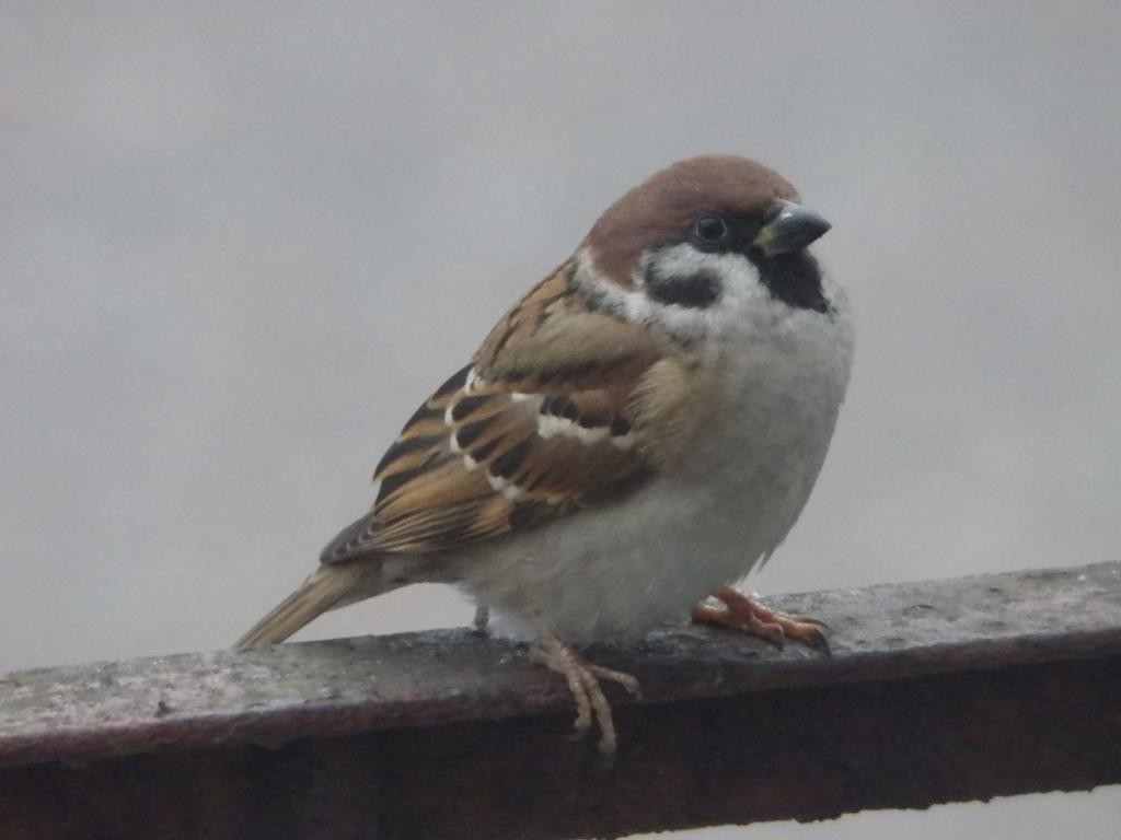 livebirdspoland_3eca7b80d8470d9bcfee033207d65a02.jpg