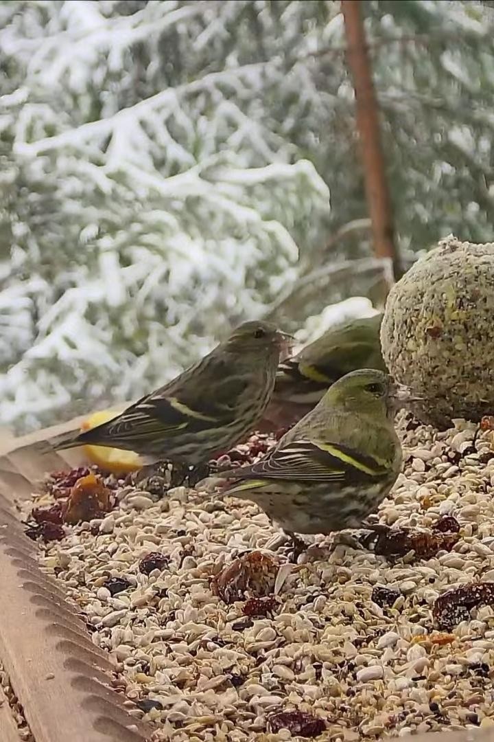 livebirdspoland_b187da70cd8fdad33156f6c01ec34dd7.jpg