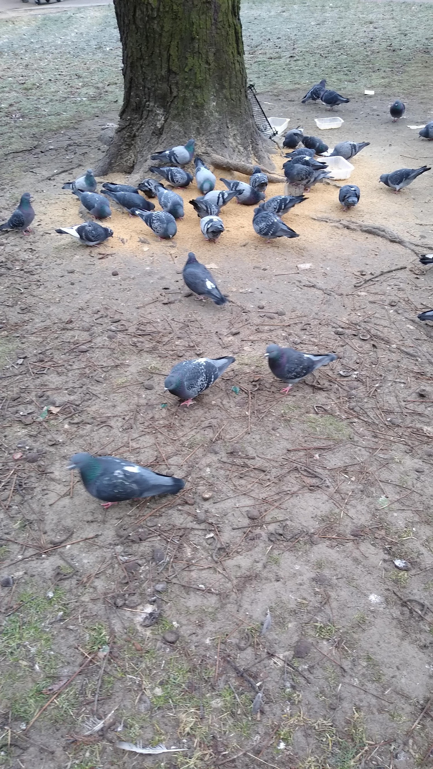 livebirdspoland_7d204c6634f94d77dfd147c9cd0fd505.jpg