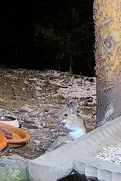 livebirdspoland_6422cf7b8977ef1fc3b355939877b390.jpg