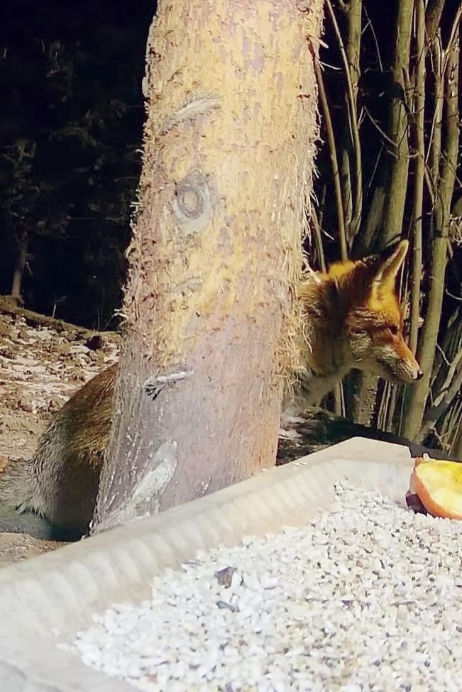 livebirdspoland_bd656e7fa3b4fdd3ea0979c51035e95b.jpg