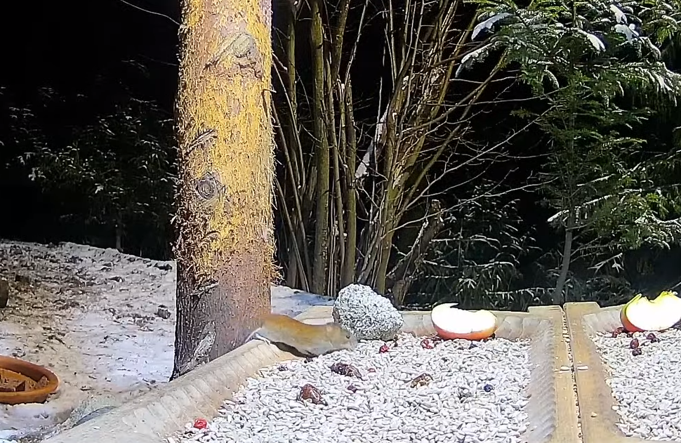 livebirdspoland_d630ab074f0879bda94ace6071daa9e2.png
