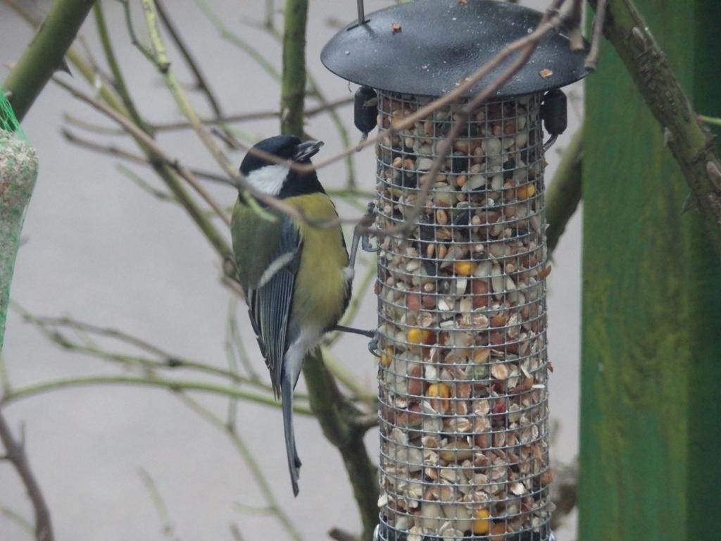 livebirdspoland_41010469d25a69ff47e3b6ab6456e8d2.jpg